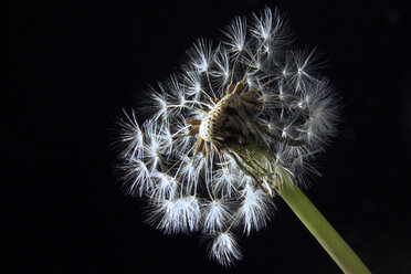 Löwenzahnsamen auf schwarzem Hintergrund (Taraxacum officinale), Nahaufnahme - 00423CS-U