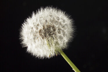 Löwenzahn (Taraxacum oficinale), Nahaufnahme - 00422CS-U