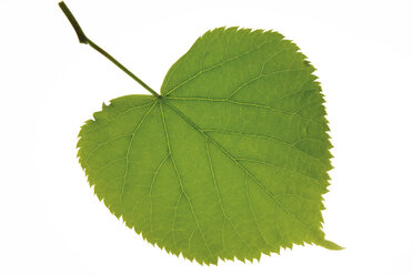 Lindenblatt, (Tilia), Nahaufnahme - 00417CS-U