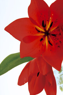 Rote Tulpe (Tulipa gesneriana), Nahaufnahme - 00381CS-U