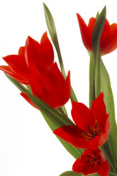 Rote Tulpen (Tulipa gesneriana), Nahaufnahme - 00380CS-U