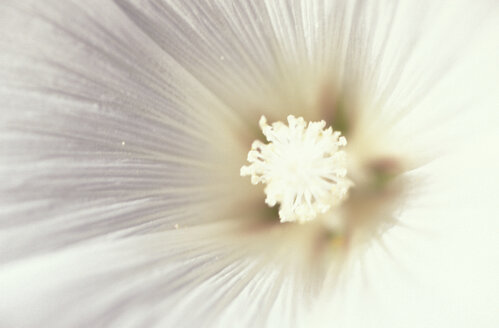 Hollyhock - 00375CR