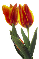 Tulips against white background, (Tulipa gesneriana), close-up - 00371CS-U