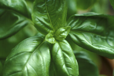 Basil - 00371CR