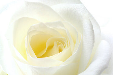 Weiße Rose, Nahaufnahme - 00351CS-U