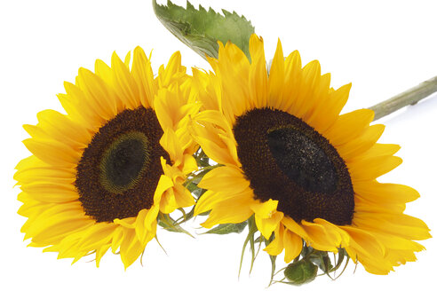 Zwei Sonnenblumen (Helianthus annuus), Nahaufnahme - 00348CS-U