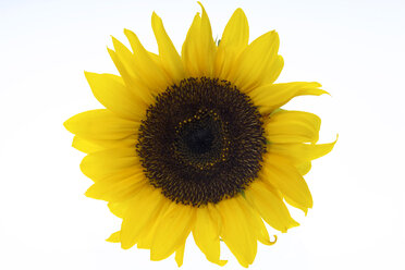 Sunflower, close-up - 00330CS-U
