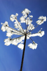 Hoarfrost, close-up - 00321CS-U