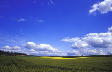 Germany, Bavaria, Rape-seed field - 00315GS