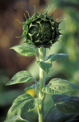 Sunflower bud - 00299GS