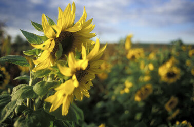 Sonnenblumen auf dem Feld - 00298GS
