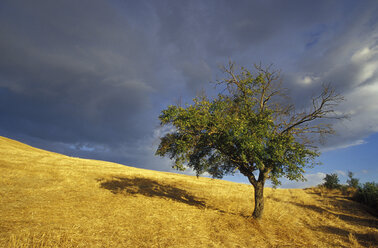 Italien, Toskana, Baum - 00290GS