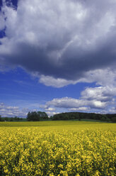 Bayerischer Frühling - 00277GS