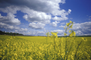 Deutschland, Rapsfeld, bayerischer Frühling - 00274GS