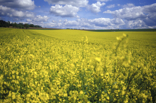 Deutschland, Rapsfeld, bayerischer Frühling - 00273GS