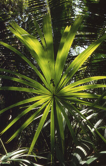 Palm leaf - 00125AG