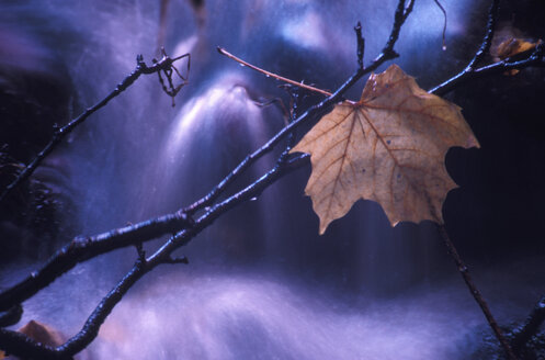 Maple leaf on branch - 00008MO