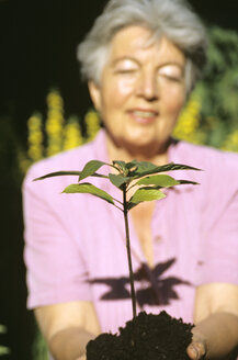 Ältere Frau pflanzt Pflanze - PEF00333