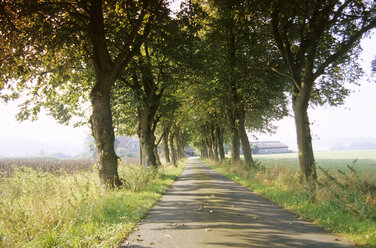 Allee in Riemsloh, Osnabruecker Land, Deutschland - MSF01510