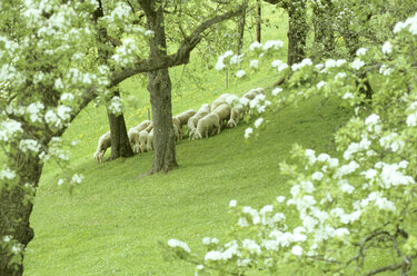 Austria, large group of sheep grazing - HHF00034