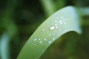 Wassertropfen auf einem Blatt - 01810CS-U