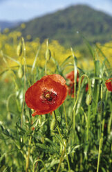 Spain, Catalonil, Costa Brava, red poppies - MS01224