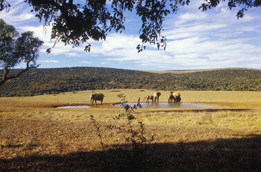 South Africa, Eastern Cape, Addo Elephant National Park - MS01151