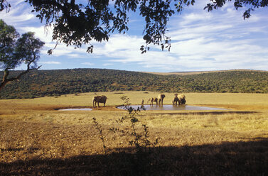 Südafrika, Ostkap, Addo-Elefanten-Nationalpark - MS01151