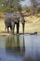 Südafrika, Krüger-Nationalpark, Limpopo, Timbavati, Ngala Game Lodge, Elefant am Wasserloch - MS01150