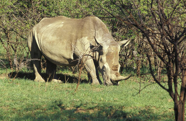 Südafrika, Kwazulu-Natal, Spioenkop Wildreservat, Selbstfahrer-Wildpark, Nashorn - MS01146
