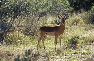 Südafrika, Ostkap, Kwandwe, Kwandwe Private Game Reserve, Hirsch - MS01145