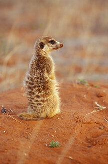 Südafrika, Nordkap, Südliche Kalahari, Tswalu-Kalahari-Reservat, Schmalschwanz-Erdmännchen - MS01140