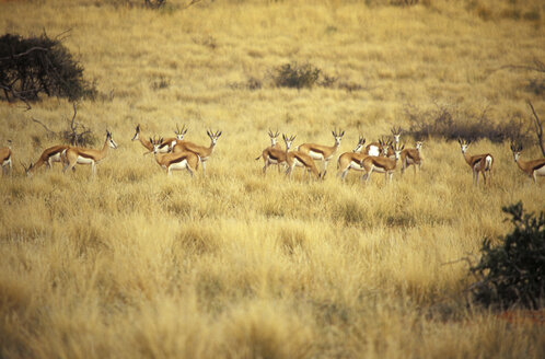 Südafrika, Nordkap, Südliche Kalahari, Pirschfahrt, Tswalu Kalahari Reserve, Springbock - MS01137