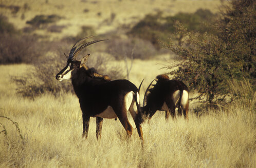 Südafrika, Nordkap, Tswalu Kalahari Reserve, Rappenantilope, südliche Kalahari - MS01136