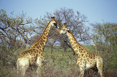 Südafrika, Kwazulu-Natal, Spioenkop Game Reserve, Selbstfahrer-Wildpark, Giraffen - MS01135