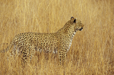 Südafrika, Mpumalanga, Sabi Sand Nature Reserve, Leopard - MS01132