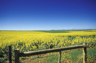 South Africa, Overberg, Western Cape, fields near Heidelberg - MS01126