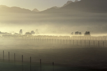 Südafrika, Westkap, Stellenbosch, Neblige Wiese - MS01123