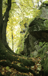 Germany, Bavarian forest, Schloßpark Falkenstein - HSF00920