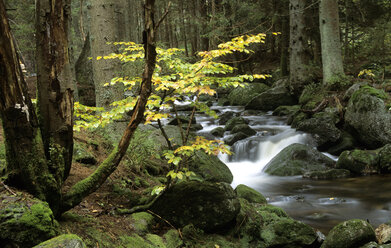 Deutschland, Bayerischer Wald, Bergbach, der in Kaskaden um moosbewachsene Felsen fließt - HSF00919