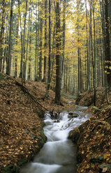 Deutschland, Bayerischer Wald, bei Buchenau - HSF00918