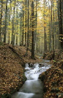 Germany, Bavarian forest, near Buchenau - HSF00918