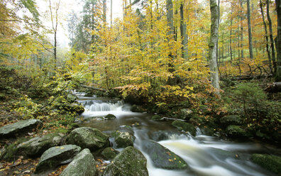 Deutschland, Bayerischer Wald, an der Kleinen Ohe - HSF00915