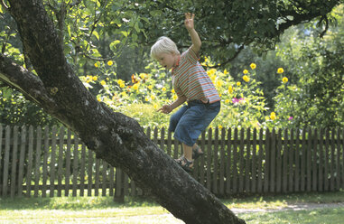 Boy (6-7) balancing on tree - HHF00057