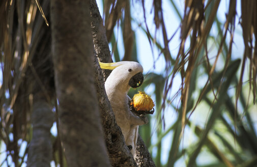 Westaustralien, Kakadu frisst Früchte, Cacatua Galerita - GWF00170