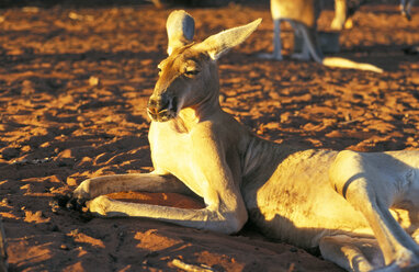 Australien, Känguru entspannen - GWF00166