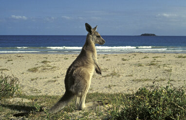 Australien, Känguru am Meeresufer - GWF00164