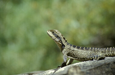 Lizard, close-up - GWF00157