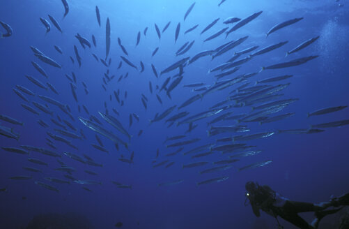 Diver with school of fish - GN00565