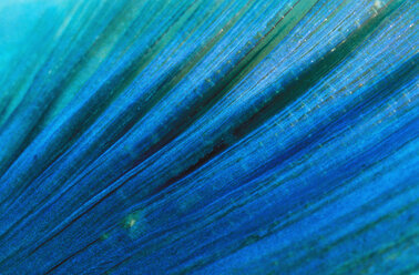 Parrotfish fin, close-up - GN00533